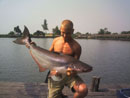 Striped Catfish from Bangkok.