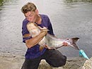 Striped Catfish from Phuket.