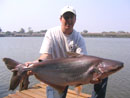 A huge Striped Catfish from Bangkok.