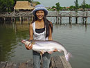 Striped Catfish from Bungsam Lan.