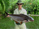 Striped Catfish from Phuket.