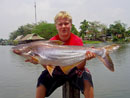 Huge Striped Catfish.