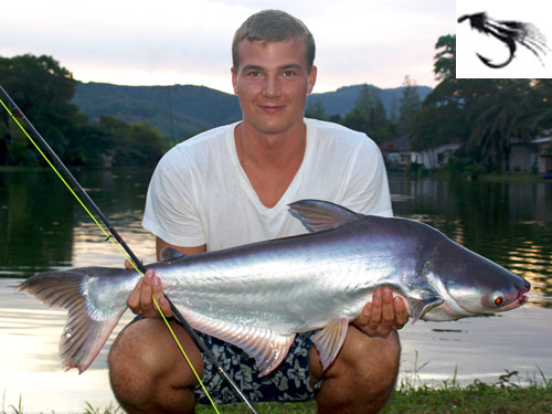 Striped Catfish on fly at Phuket Fishing Park.