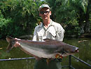 Striped Catfish from Phuket.