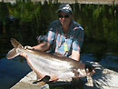 Striped Catfish from Phuket.