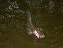 Striped Snakehead on a prawn lure.