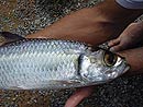 Tarpon from Phuket.