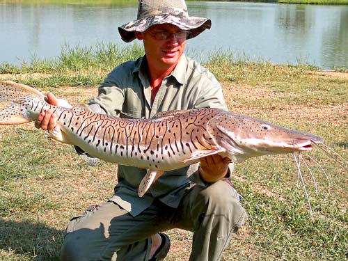 Tiger Shovel Nose Catfish / Barred Surabim Catfish.