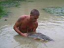 Tiger Catfish from Koh Samui.