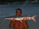 Tiger Catfish from Koh Samui.