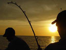 Fighting a Black Marlin.