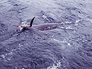 Sailfish just before landing.