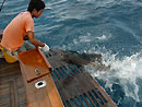 Sailfish landed on Gecko.