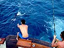 Landing a Black Marlin.