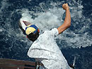 Releasing a Copper Shark.