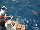 Fighting a Copper Shark.