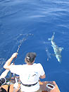 Landing a Silvertip Shark.