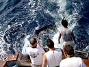 Sailfish release on Gecko.