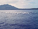 Giant Trevally in feeding frenzy.