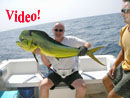 Fighting a large Dorado at Racha!