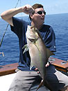 Similan Island Amberjack.