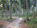 Havelock Island - Andaman Islands.