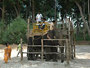 Havelock Island - Andaman Islands.