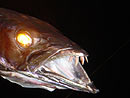 Barracouta - A night-time predator.