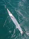 Barracuda on a popper lure.