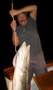 Barracuda from the Andaman Islands.