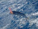 Barracuda from the Andaman Islands.