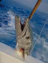 Andaman Island Barracuda.