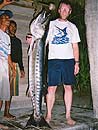 A very big Barracuda.