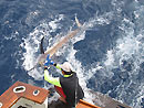 Landing a Black Marlin.