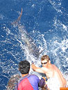 Black Marlin release.