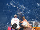 Black Marlin release.