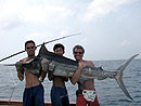 Black Marlin from the Similan Islands.