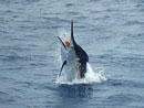 Black Marlin from the Similan Islands.