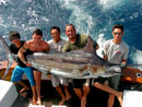 Black Marlin at the Similans.