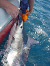 Black Marlin release.