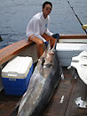 Black Marlin from the Similan Islands.