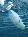 Bluefin Trevally on popper lure.