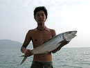 Bonefish near the Similan Islands.