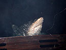 Bull Shark from the Similan Islands.