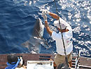 Bull Shark from the Andaman Islands.