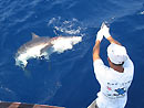 Bull Shark from the Andaman Islands.