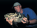 Camouflage Grouper at the Andaman Islands.