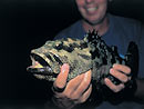 Camouflage Grouper caught at night.