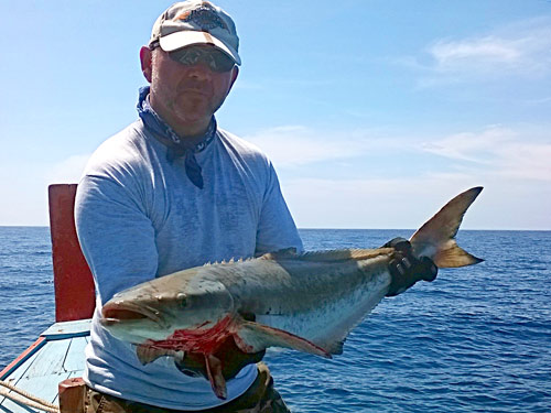 Cobia caught jigging