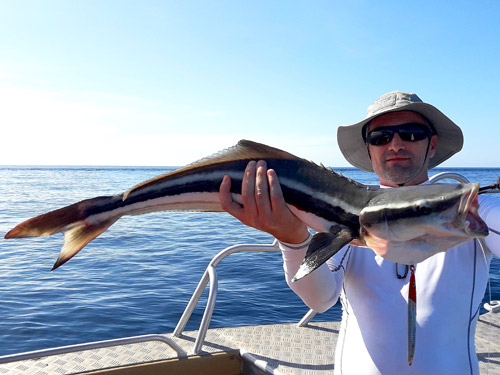 Cobia